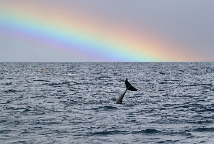 dolphing-rainbow-1